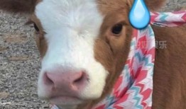 娱乐吃瓜酱的贴纸,揭秘娱乐圈幕后故事